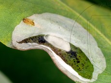 Phyllonorycter robiniella_кокон + экзувий